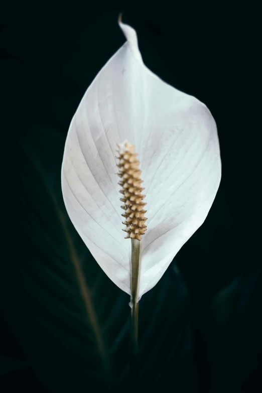 a white flower sitting on top of a green leaf, inspired by Carpoforo Tencalla, unsplash, palm, shot on sony a 7, porcelain skin ”, large tall