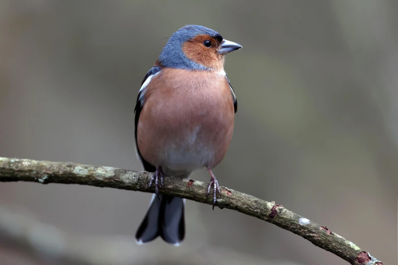 a small bird sitting on top of a tree branch, facing the camera, full colour, with a pointed chin, looking regal and classic