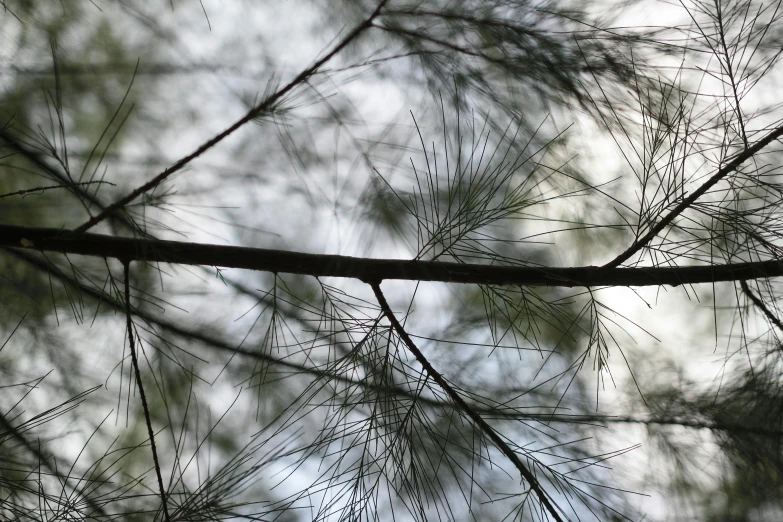 a bird sitting on top of a tree branch, by Carey Morris, unsplash, hurufiyya, sparse pine forest, square lines, abstract detail, canopy