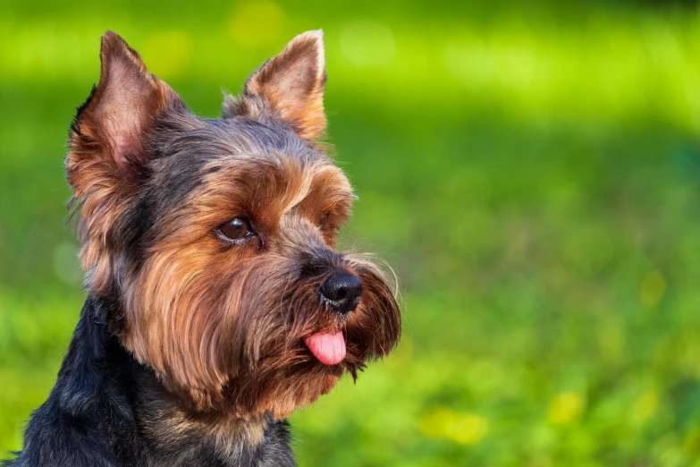 a small dog sitting on top of a lush green field