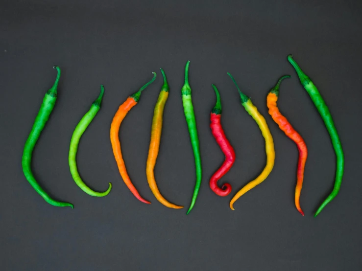 a row of chili peppers on a black background, inspired by Jan Rustem, trending on pexels, 9 peacock tails, on a gray background, fluorescent colours, dezeen