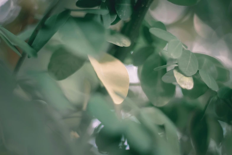 a close up of a plant with green leaves, trending on pexels, lyrical abstraction, ethereal gold and silver tones, eucalyptus trees, cinematic shot ar 9:16 -n 6 -g, colour corrected