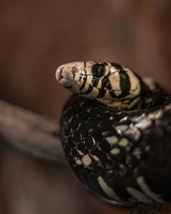 a close up of a snake on a branch, trending on pexels, hurufiyya, giant coiling snake machine, museum quality photo, instagram story, prideful look