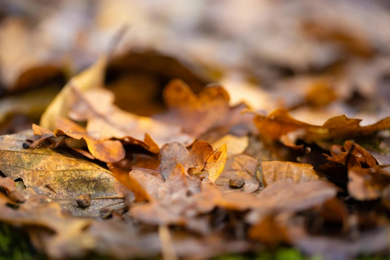 a close up of a bunch of leaves on the ground, a macro photograph, by Andries Stock, unsplash, visual art, brown and gold, warm coloured, forest floor, slide show