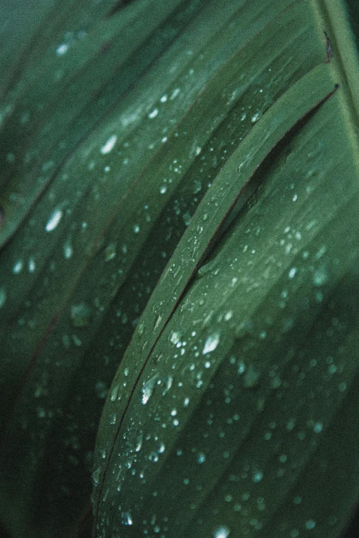 a green leaf with water droplets on it, an album cover, inspired by Elsa Bleda, unsplash, renaissance, corn, high texture detail), ignant, ilustration