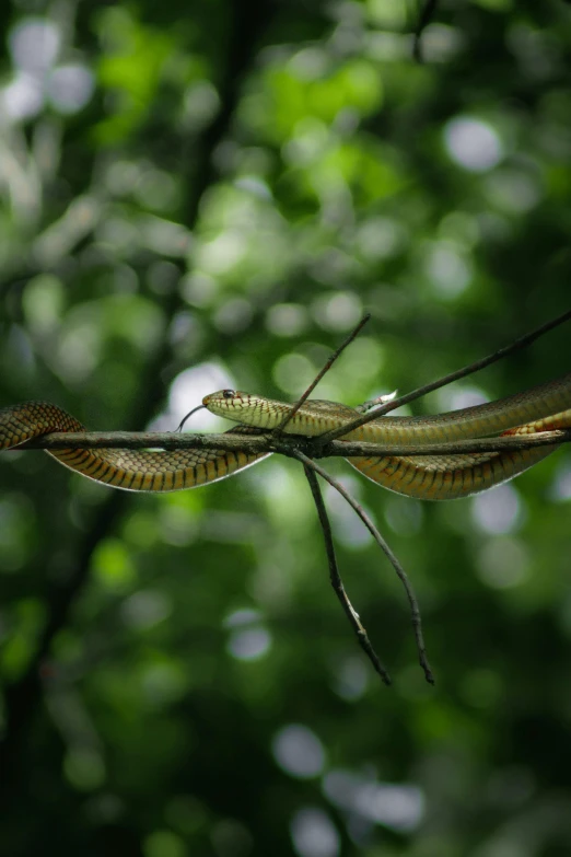 a couple of snakes hanging from a tree branch, by Adam Marczyński, pexels contest winner, hurufiyya, large mosquito wings, big leaf bra, viewed from a distance, winding branches