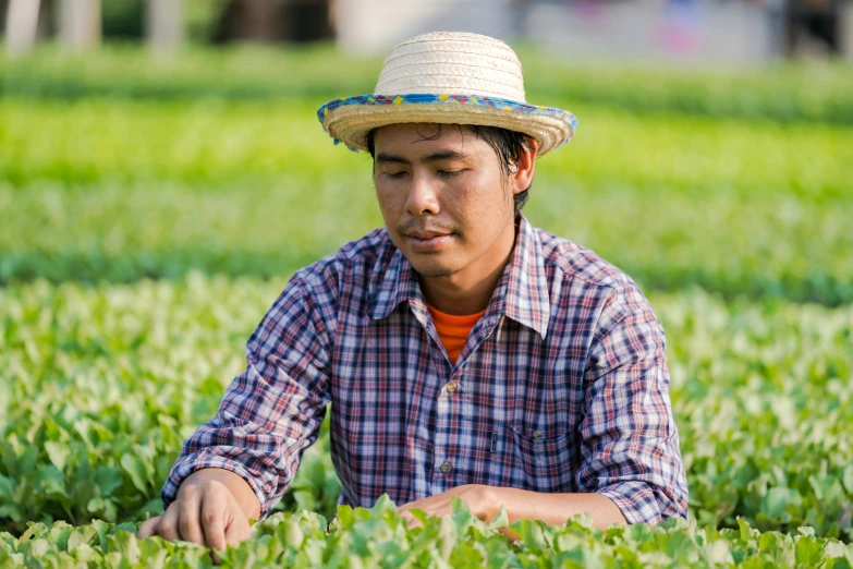 a man in a straw hat sitting in a field, rows of lush crops, avatar image, nuttavut baiphowongse, professional image