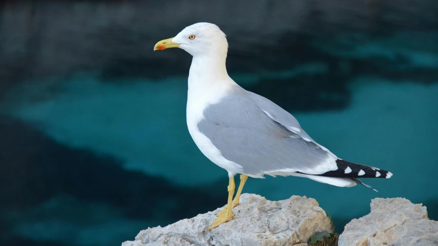 a seagull standing on a rock in front of a body of water, pexels contest winner, arabesque, albino, an olive skinned, youtube thumbnail, grey-eyed