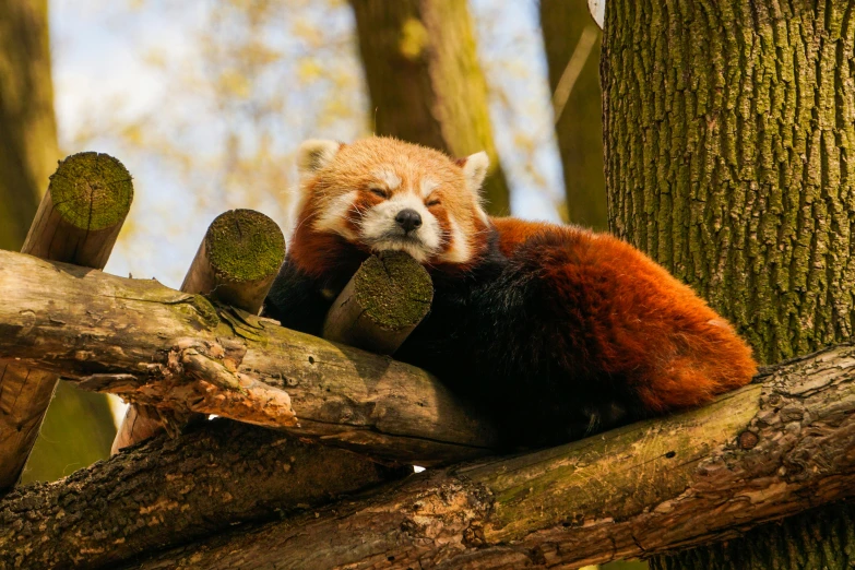 a red panda sitting on top of a tree branch, by Adam Marczyński, pexels contest winner, lion resting in the shade, 🦩🪐🐞👩🏻🦳, panda panda panda, in a chill position