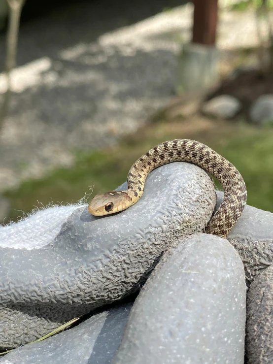 a close up of a snake on a glove, by Adam Rex, happening, on a rock, 2 years old, mixed animal, mid 2 0's female