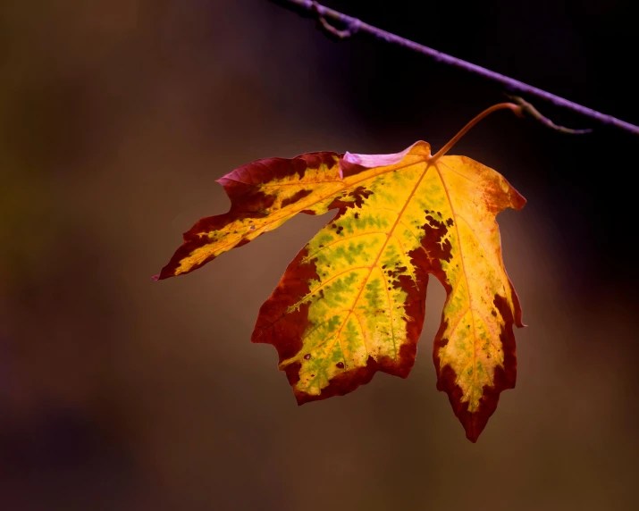 a close up of a leaf on a branch, trending on pexels, yellows and reddish black, in the spotlight, slide show, multi colour