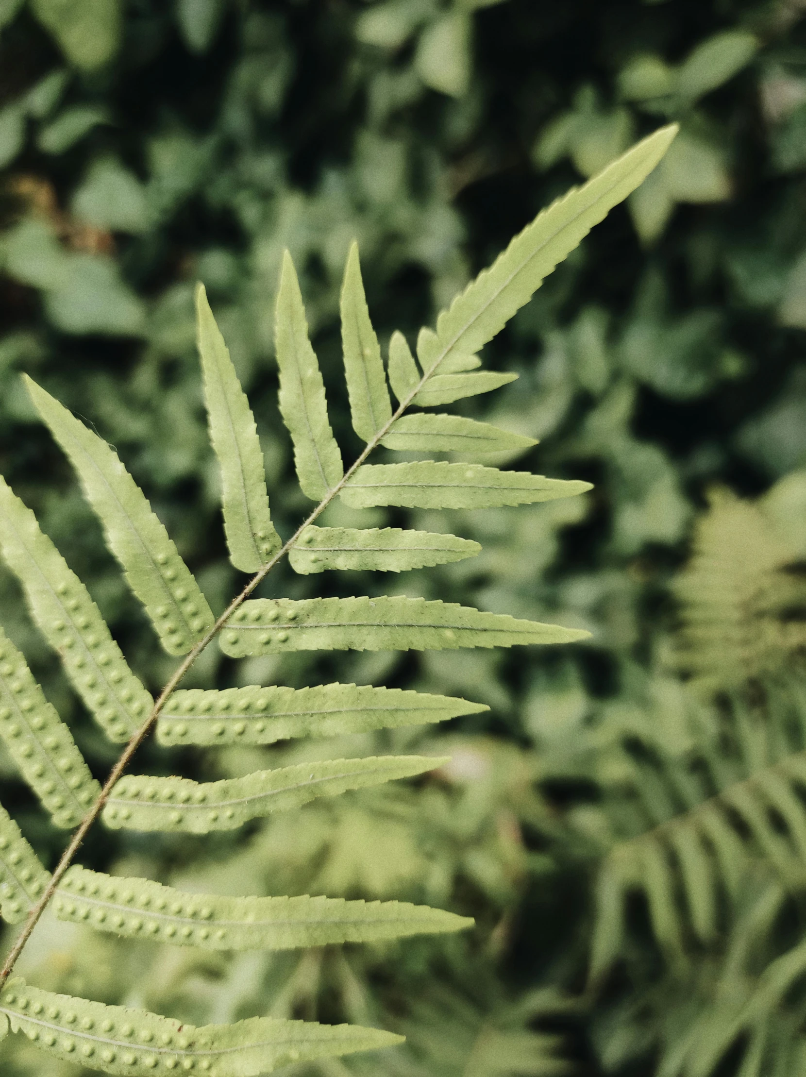 a close up of a fern leaf in a forest, trending on pexels, low quality grainy, avatar image