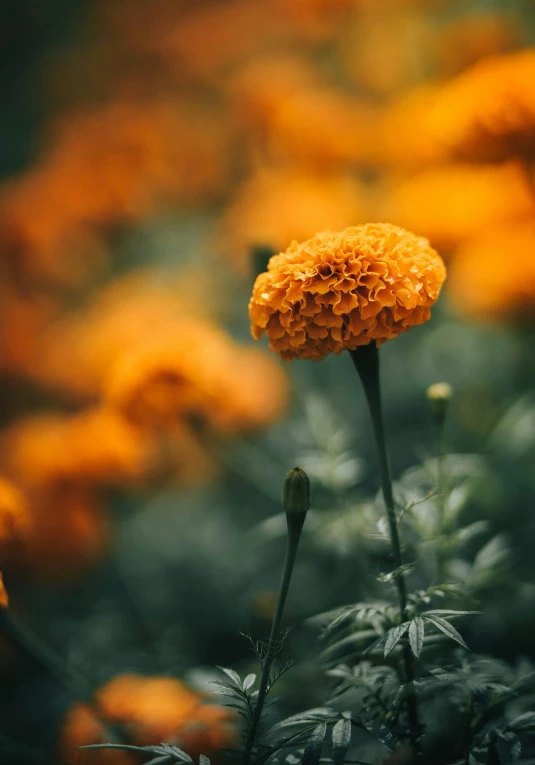 a bunch of orange flowers sitting on top of a lush green field, inspired by Elsa Bleda, unsplash contest winner, marigold, фото девушка курит, single color, gardening