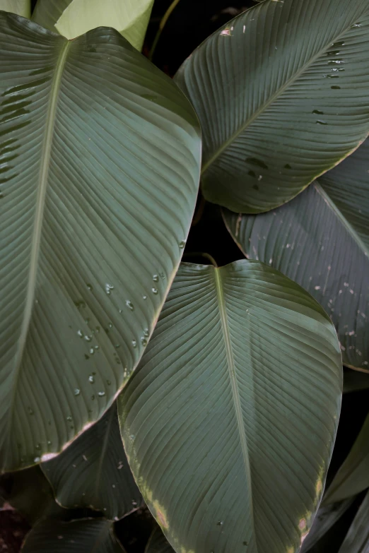 a close up of a plant with lots of leaves, dark undertones, tropics, crisp smooth lines, high-body detail