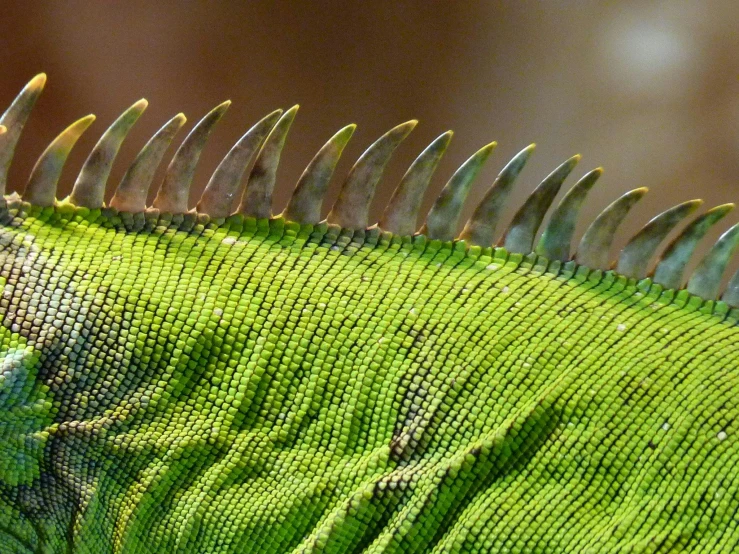 a close up of a green iguana lizard, a macro photograph, by Adam Marczyński, trending on pexels, sumatraism, tail fin, camo made of teeth, serrated point, tail of a lemur