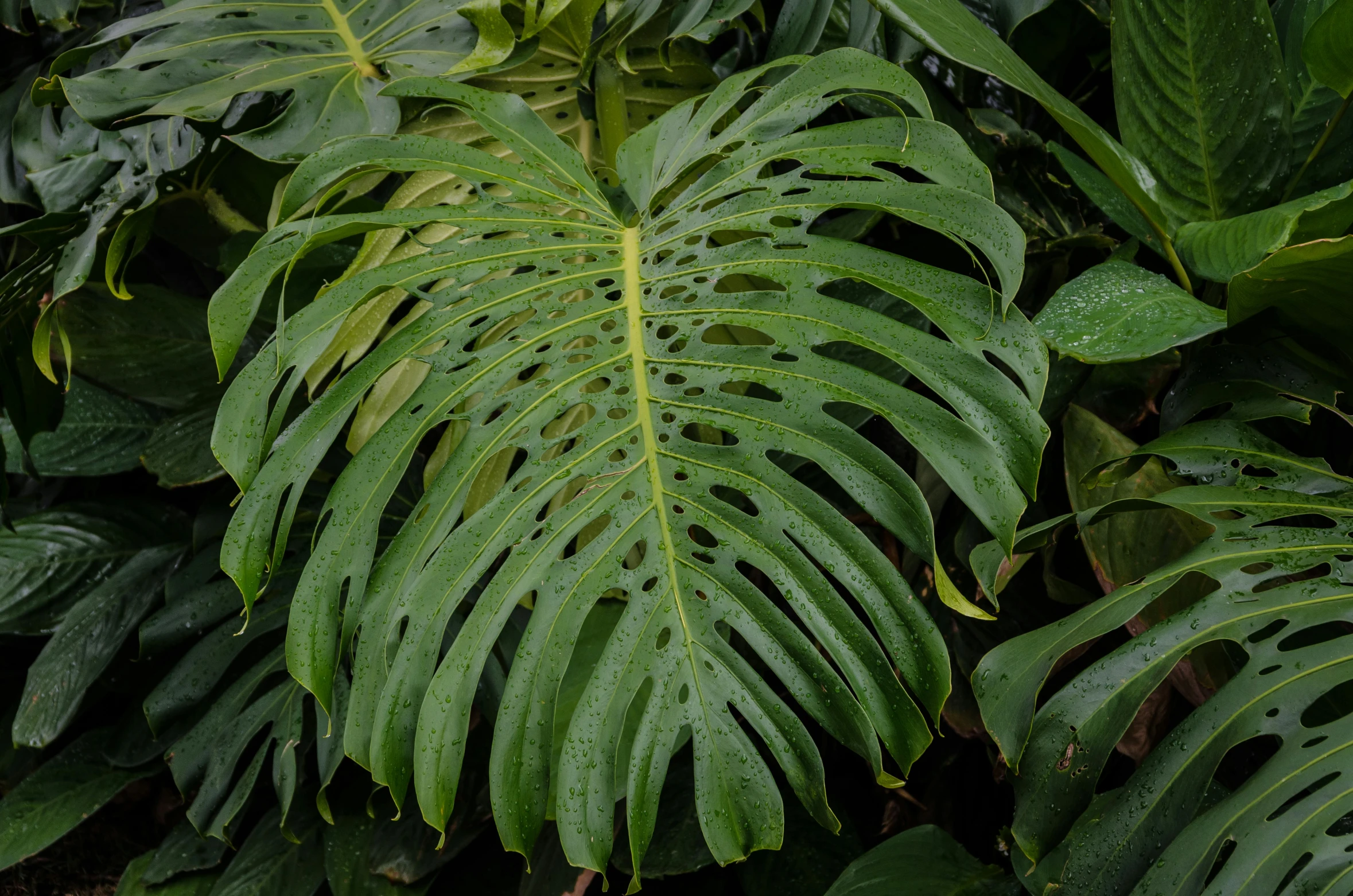 a close up of a plant with lots of leaves, giant raindorps, medium wide front shot, battered, transparent