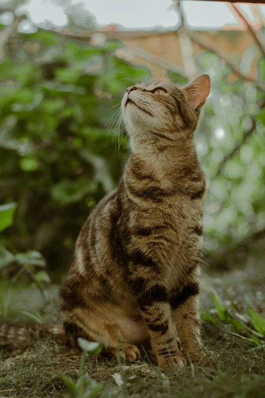 a cat that is sitting in the grass, looking upward, in front of a forest background, smelling good, carefully crafted