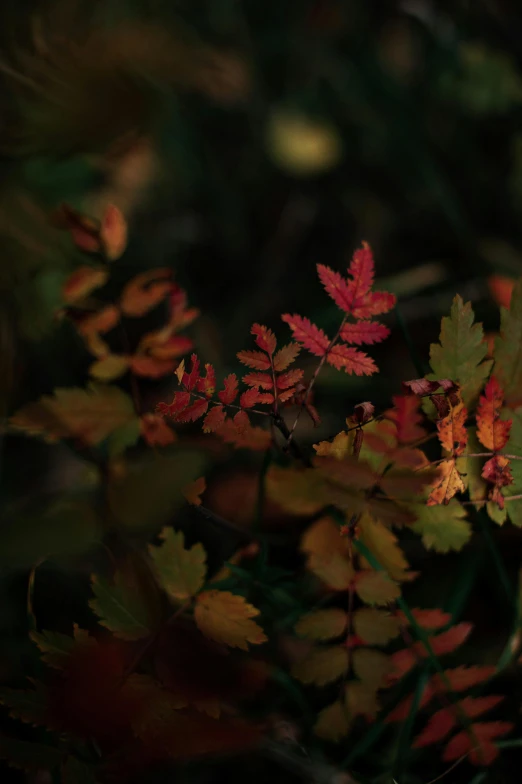 a close up of a plant with leaves, a picture, unsplash, tonalism, multiple colors, rose-brambles, fern, autumnal