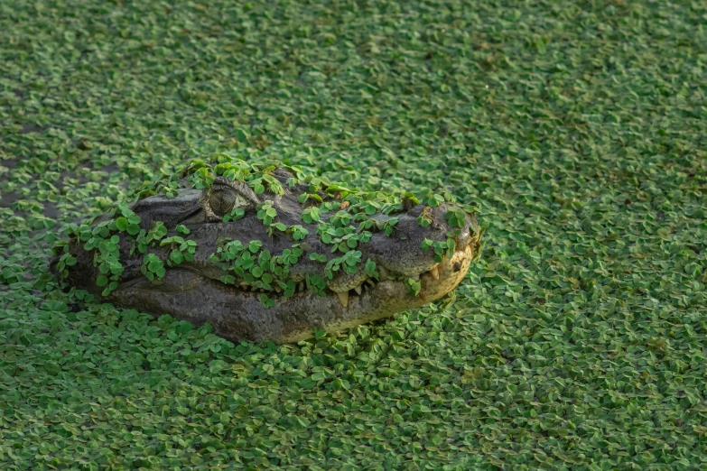 a large alligator laying on top of a lush green field, by Arnie Swekel, hurufiyya, overgrown with aquatic plants, top down photo at 45 degrees, fan favorite, vicious snapping alligator plant