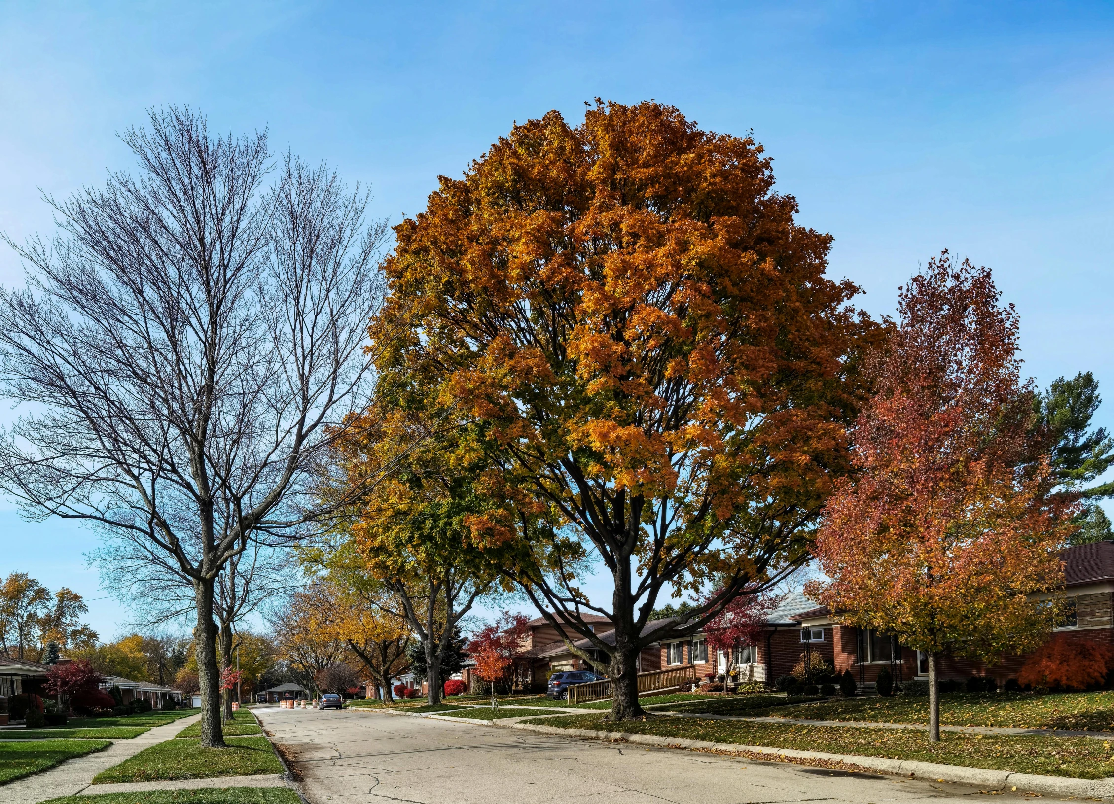 a fire hydrant sitting on the side of a road, by Carey Morris, pexels contest winner, maple trees along street, panoramic shot, from wheaton illinois, big tree