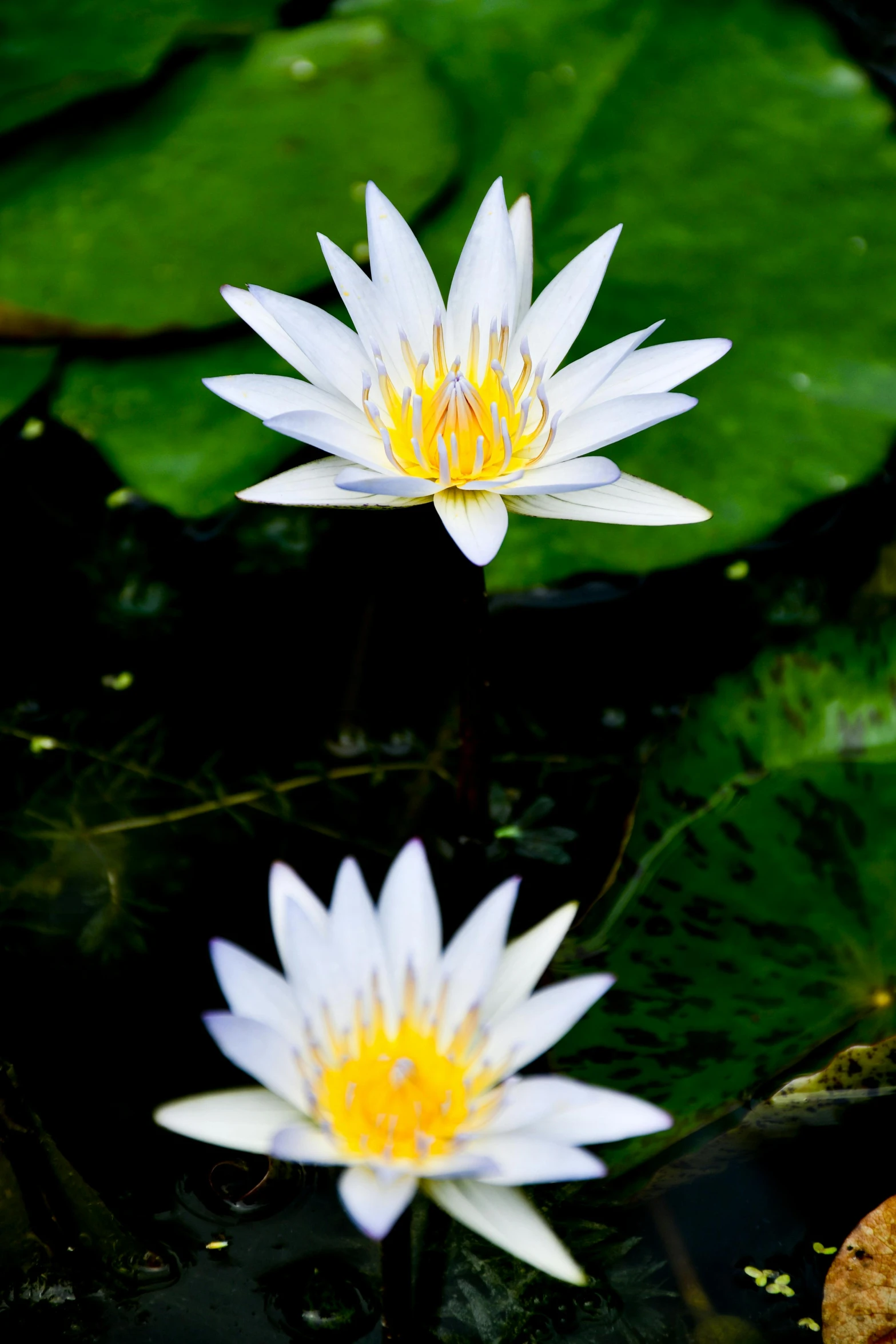 two white water lilies floating on top of a pond, a portrait, by Dave Melvin, laos, f/9, bangkok, 🌸 🌼 💮