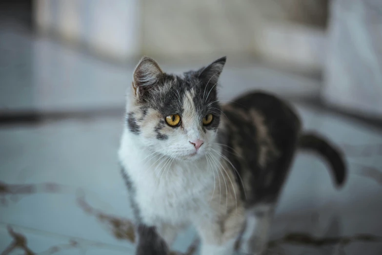 a close up of a cat on a tiled floor, a portrait, unsplash, grey, calico, close-up photo, animals in the streets