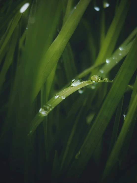 a close up of some grass with water droplets, pexels contest winner, 🍸🍋