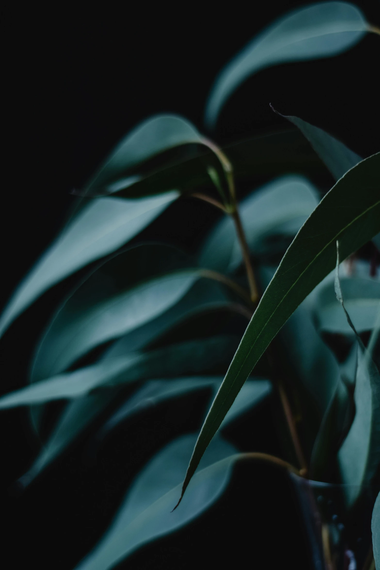 a close up of a plant in a vase, trending on unsplash, australian tonalism, dense lush forest at night, willow plant, black and teal paper, background image