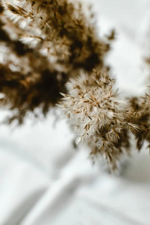 a cluster of dead grass sprouting from it