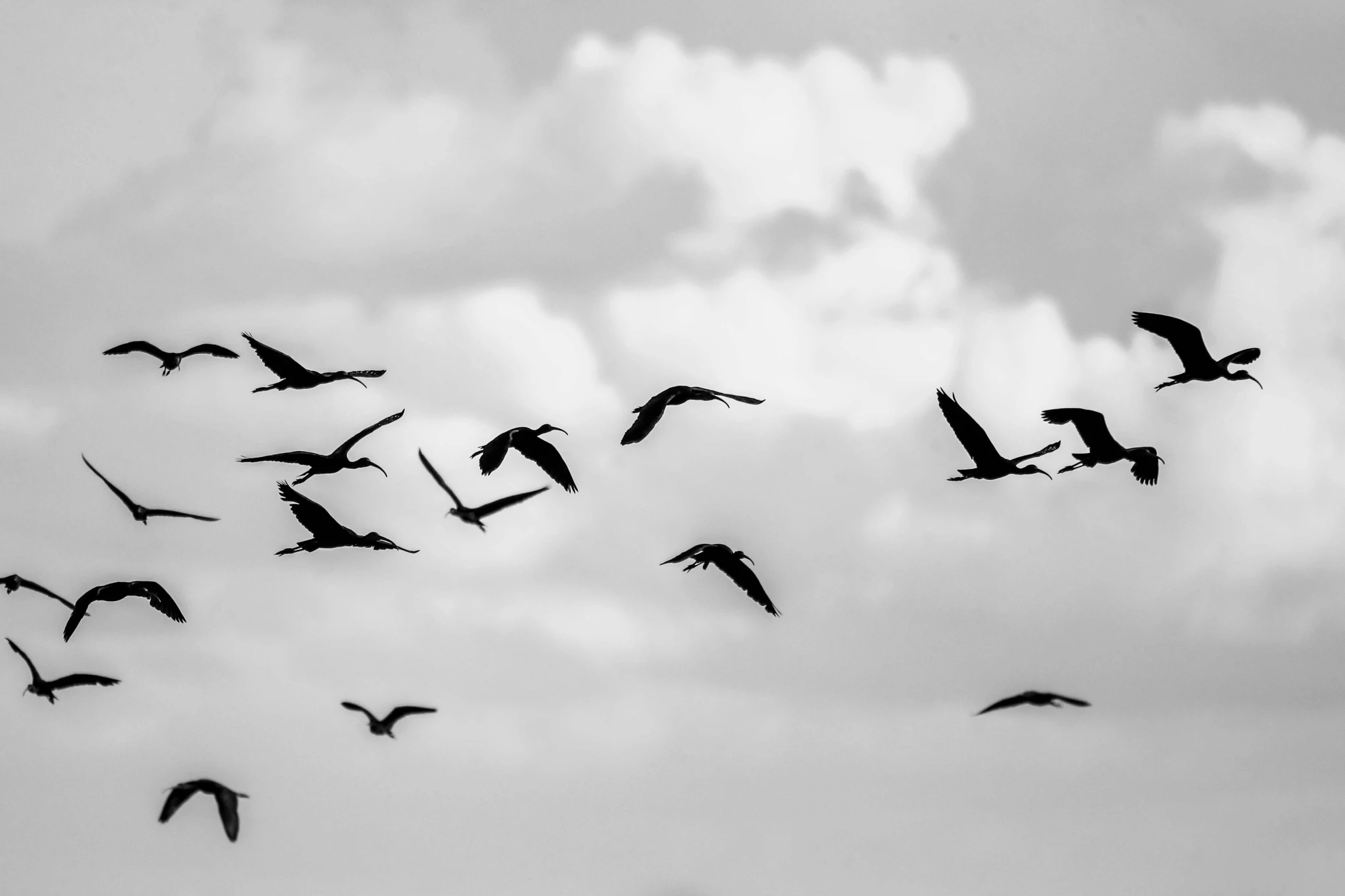 a flock of birds flying through a cloudy sky, a black and white photo, by Colijn de Coter, pexels, crane, 1024x1024, high quality upload, francis goya