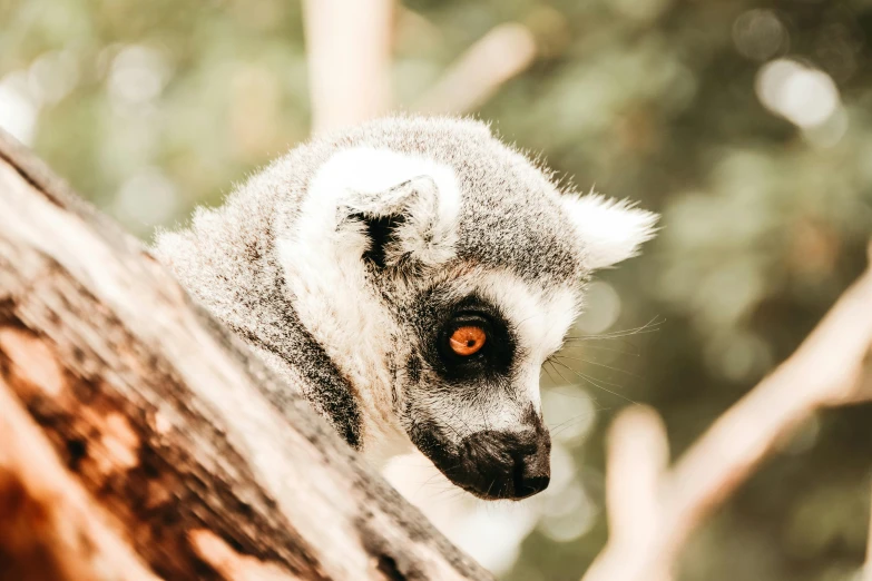 a close up of a small animal on a tree, trending on pexels, madagascar, grey, sweltering, australian