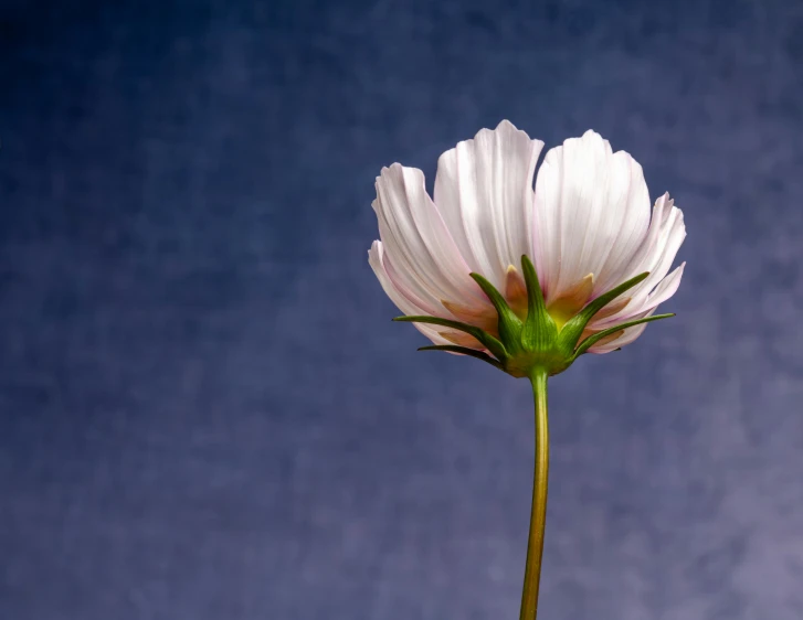 a single white flower against a blue background, unsplash, miniature cosmos, tall thin, paul barson, chrysanthemum