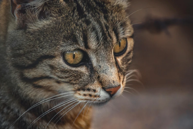 a close up of a cat with a blurry background, a portrait, trending on pexels, rugged face, brown, instagram post, portrait of wild