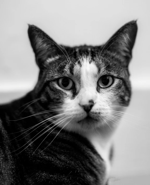 a black and white photo of a cat, by Adam Marczyński, unsplash, “portrait of a cartoon animal, poser, portrait shot 8 k, today\'s featured photograph 4k