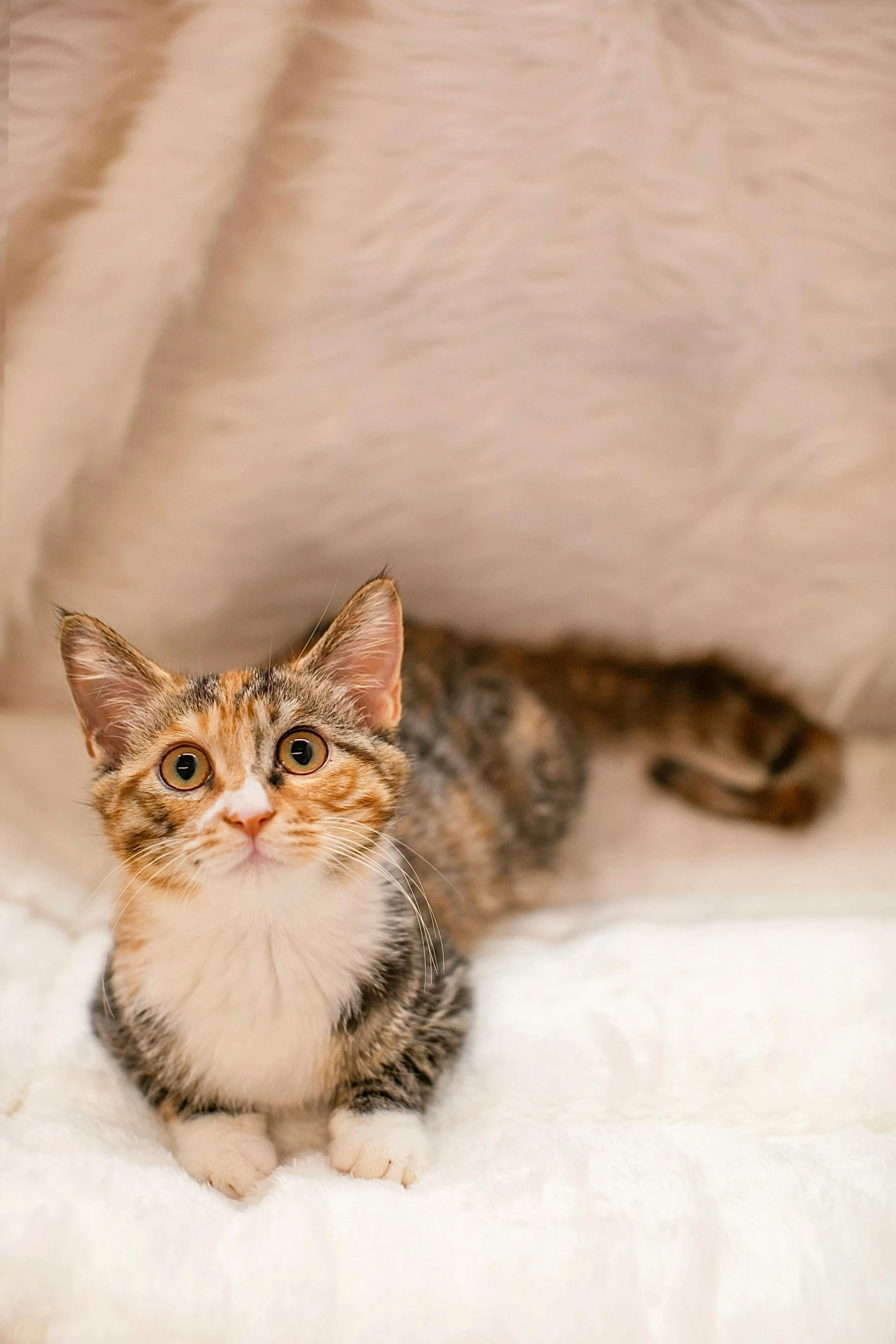 a cat sitting on top of a white blanket, facing the camera, softplay, regal pose, mixed animal