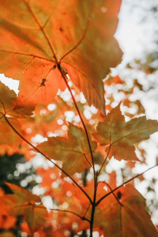 the sun shines through the leaves of a maple tree, by Jessie Algie, unsplash, orange details, dynamic closeup, in muted colours, new hampshire