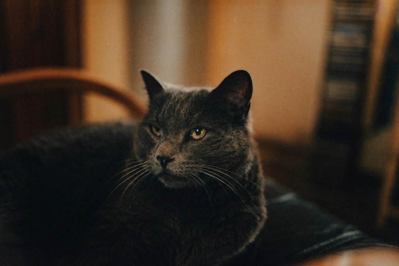 a black cat sitting on top of a chair, by Emma Andijewska, pexels contest winner, handsome face, grey, unsplash photo contest winner, instagram post