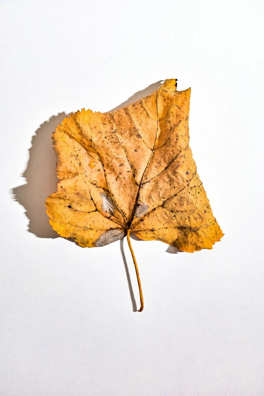 a close up of a leaf on a white surface, by Ellen Gallagher, trending on pexels, mustard, various posed, ignant, single light