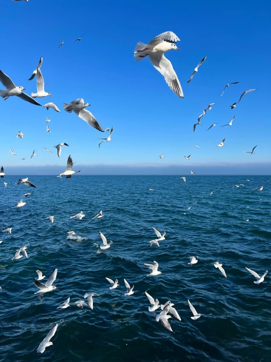 a flock of seagulls flying over the ocean, by Tom Wänerstrand, pexels contest winner, white and blue, ready to eat, iphone photo