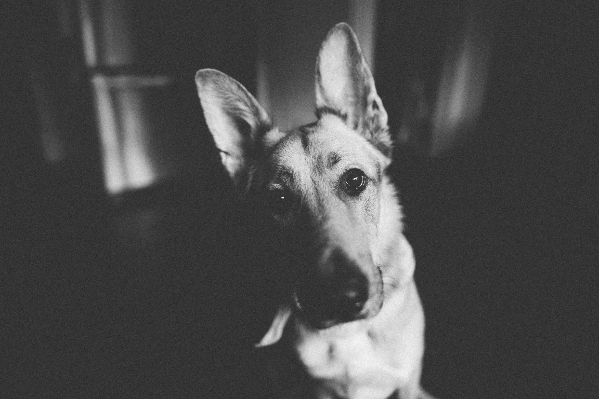 a black and white photo of a dog, by Karl Buesgen, unsplash, long pointy ears, glare face, various posed, realistic photo