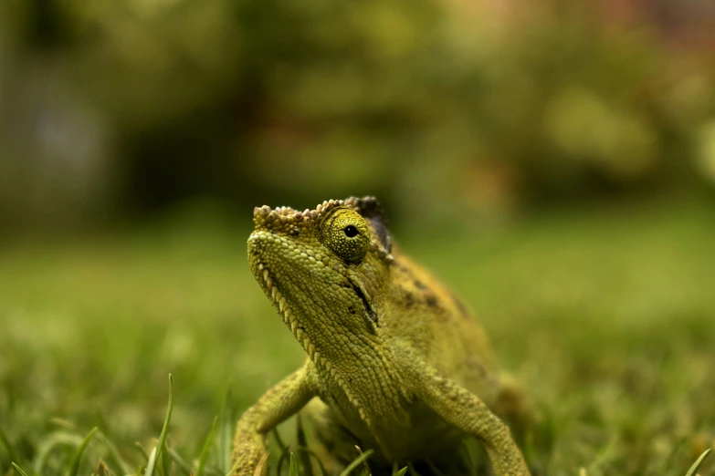 a lizard sitting on top of a lush green field, a macro photograph, pexels contest winner, photorealism, sri lanka, on a green lawn, gold and green, ultra textured
