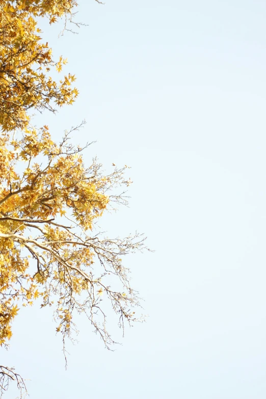 an airplane flying through a blue sky next to a tree, a picture, trending on unsplash, gold leaves, slide show, minn, ::