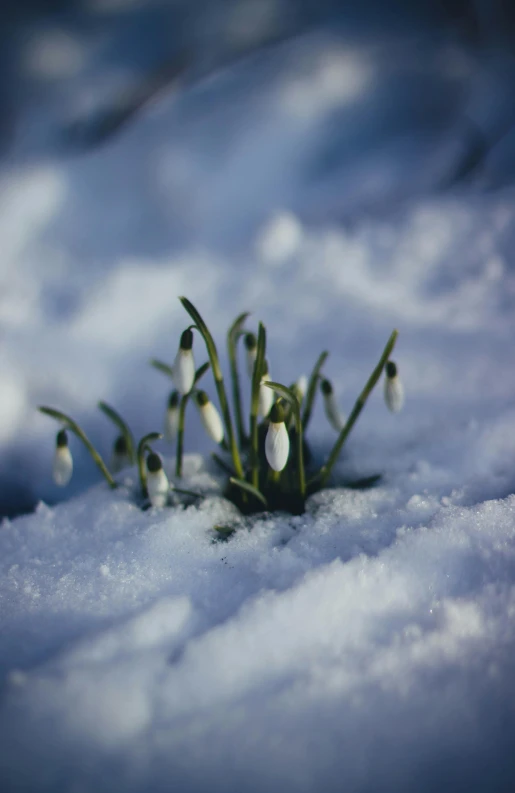 a bunch of snowdrops that are in the snow, unsplash, paul barson, single, f / 2 0, multiple stories