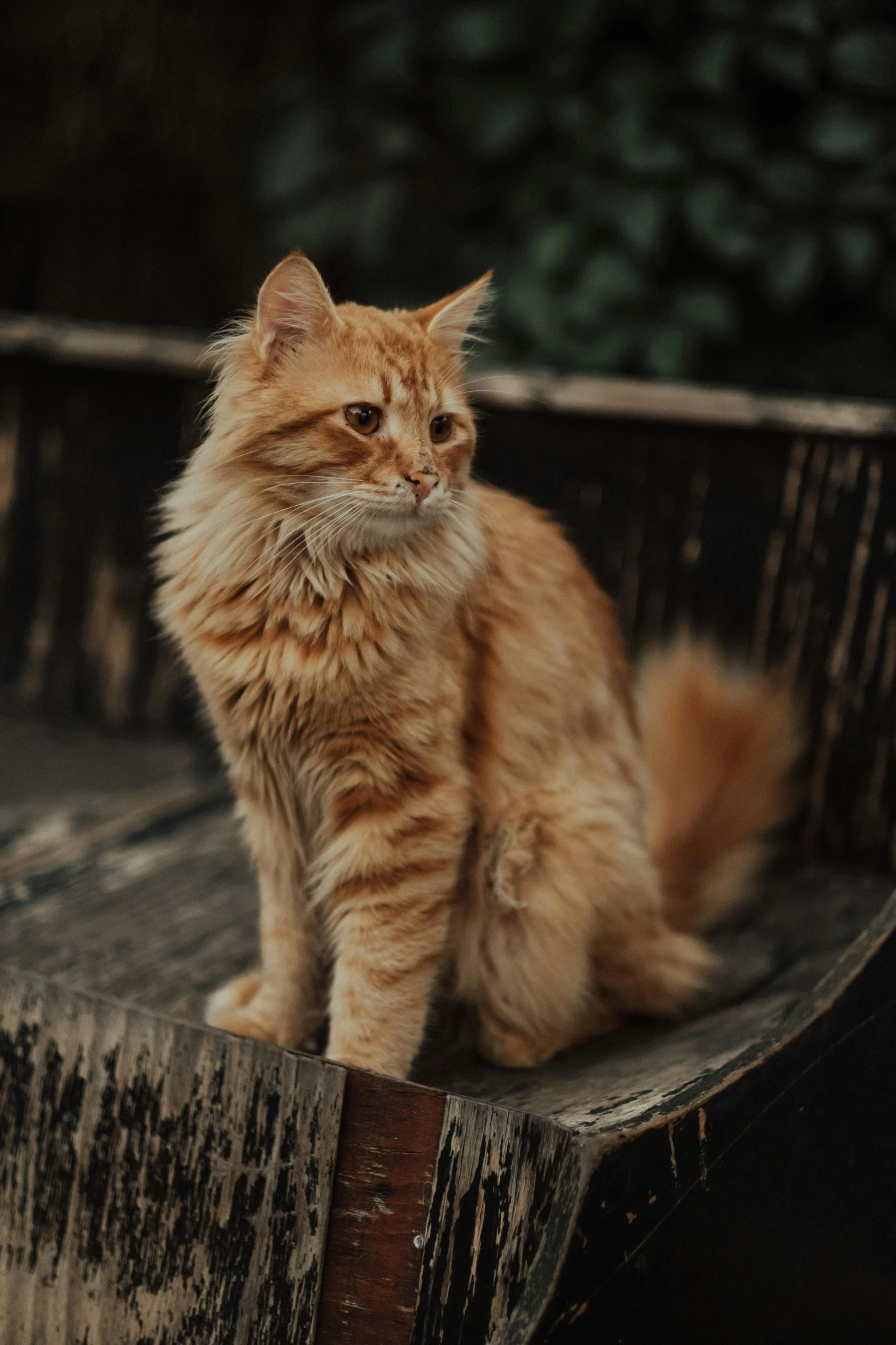 an orange cat sitting on top of a wooden bench, looking confident, furred, subtle detailing, photo of a model