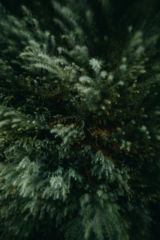 a bird's eye view of a pine tree, an album cover, inspired by Elsa Bleda, unsplash, hyperdetail, very fuzzy, overgrown, color graded