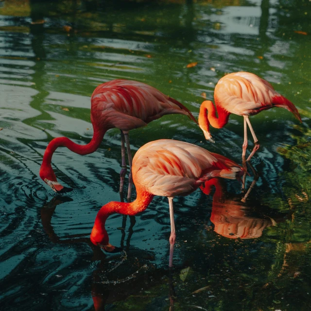 three flamingos wading in a body of water, by Elsa Bleda, pexels contest winner, magic realism, vhs colour photography, picture taken in zoo, shot on hasselblad, birds eye