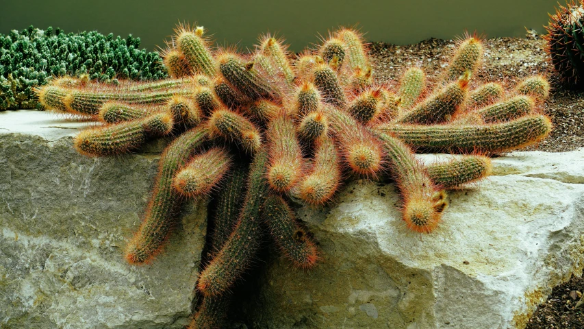 a cactus plant sitting on top of a rock, orange fluffy spines, aged 2 5, sprawling, no cropping