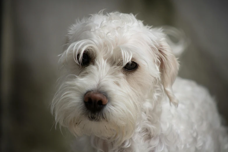 a white dog is looking at the camera, pexels contest winner, photorealism, scruffy beard, profile image, thoughtful )