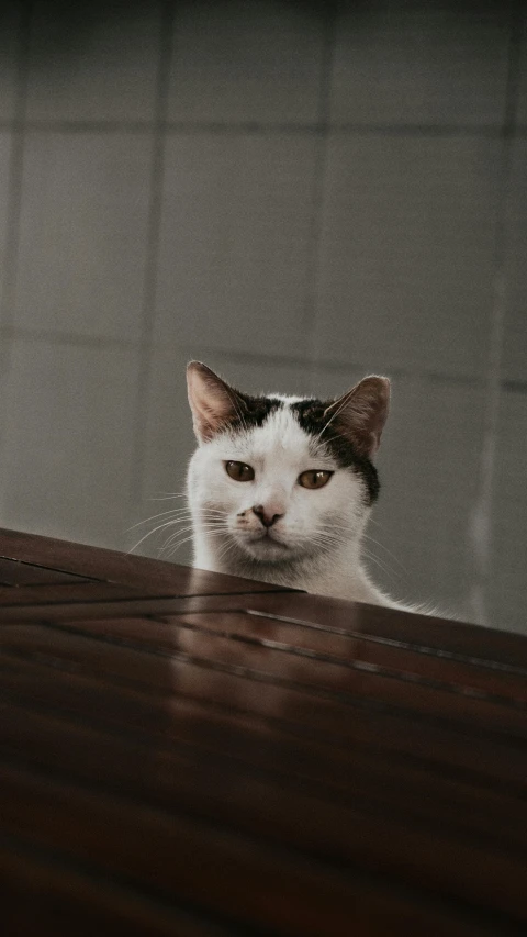 a white and black cat sitting on top of a wooden table, by Basuki Abdullah, unsplash, minimalism, square nose, low quality photo, surprised frown, extremely realistic photo