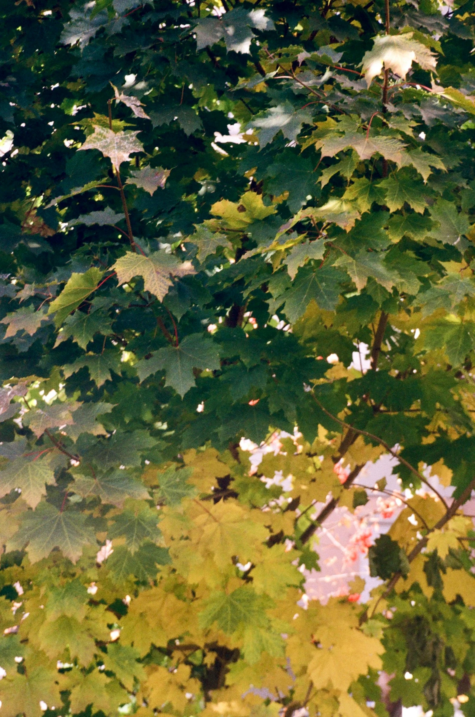 a red fire hydrant sitting next to a lush green tree, a picture, inspired by Isaac Levitan, autochrome photograph, canadian maple leaves, 1999 photograph, zoomed out to show entire image